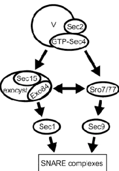 Gambar 2. 5  Model jalur sinyal Sec4p dalam peranannya meregulasi proses eksositosis  (Grosshans et al., 2006a)