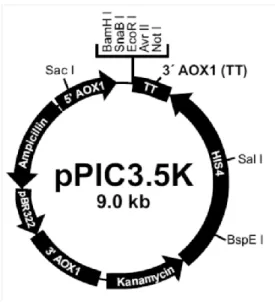 Gambar 2.7 Urutan multiple cloning sites pada vektor pPIC3.5K (Invitrogen, 2006). 