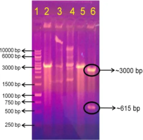 Gambar 5.2.  Hasil restriksi plasmid pJET1.2-SEC4 dengan enzim EcoRI. (lajur 1) marker 1 kb,  (lajur  2)  pJET-SEC4  koloni  21  cut/  EcoRI,  (lajur  3)  pJET-SEC4  koloni  64  cut/ 