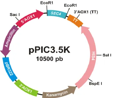 Gambar 5.5 Peta plasmid pPIC3.5K-SEC4 hasil konstruksi 