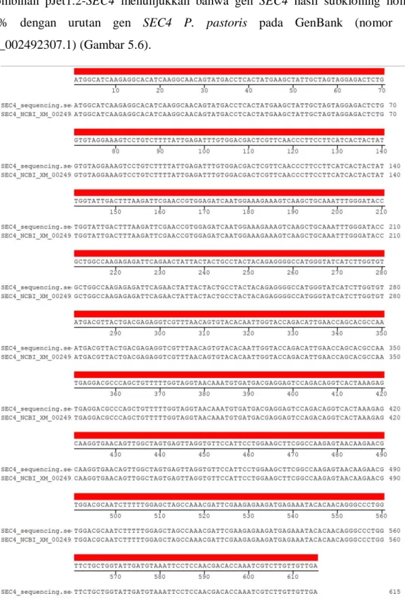 Gambar  5.6  Homologi  urutan  nukleotida  SEC4  hasil  subkloning  dengan  urutan  SEC4  nomor NCBI