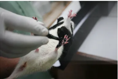 Gambar 2. Telapak  kaki tikus dioleskan tinta pada sisi yang sehat dan yang  sakit.