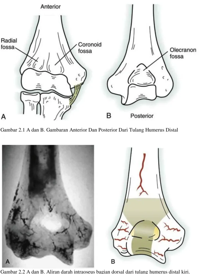 Gambar 2.2 A dan B. Aliran darah intraoseus bagian dorsal dari tulang humerus distal kiri