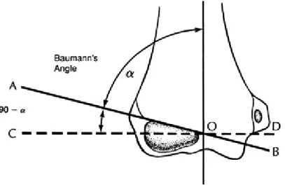 Gambar 2.5Baumann’s Angle 