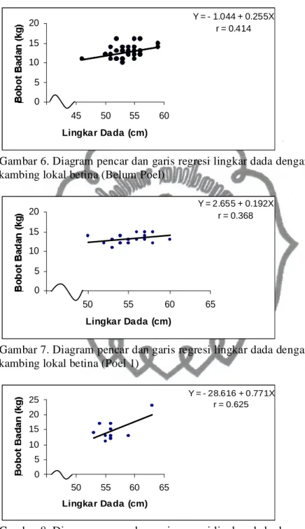 Gambar 6. Diagram pencar dan garis regresi lingkar dada dengan bobot badan  kambing lokal betina (Belum Poel) 