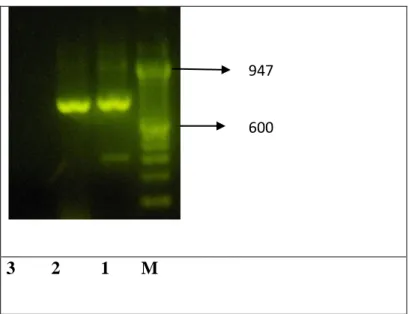 Gambar   1.  Hasil RT-PCR Gen N Virus Rabies (M: Marker (100 bp); 1 = CVS; 2 = CVB  751 sm1 (27/4/11); 3 = kontrol (-) ekstraksi RNA; 4 = kontrol (-) PCR mix) 