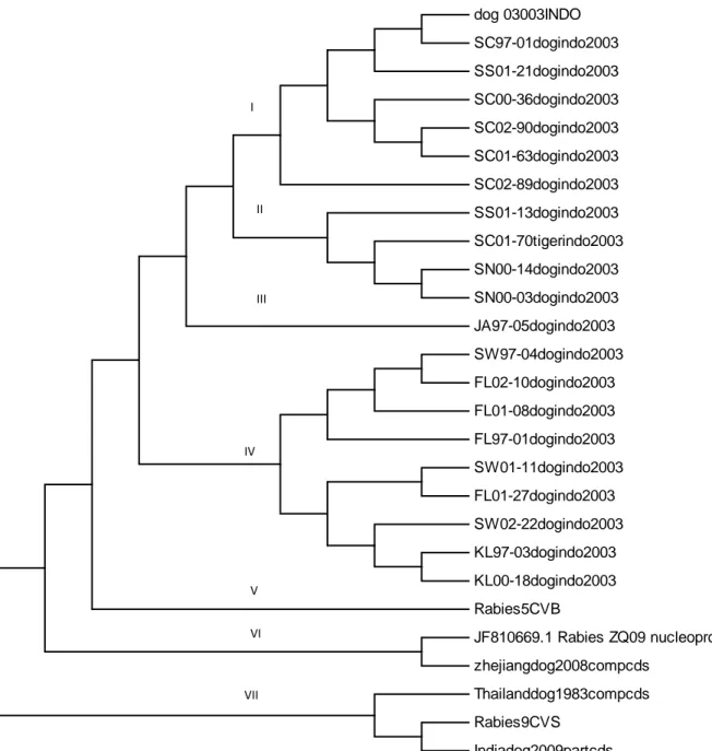 Gambar 2.  Pohon filogenetik gen N dari isolat Bali (CVB751) dengan beberapa  virus asal Indonesia 
