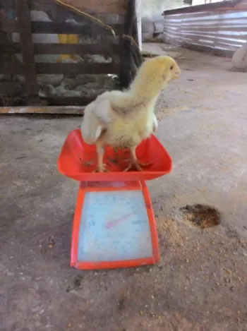 Gambar  2.  Ayam  yang  tidak  menggunakan  vaksin/vitamin. 