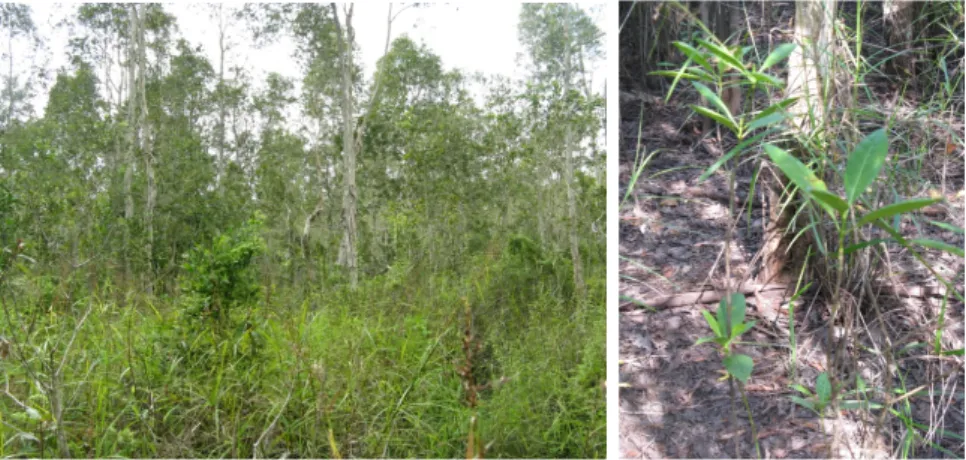 Gambar  12.    Contoh  kondisi  hutan  sekunder  gelam  dan  tembesu  di  bagian  bawah  dari  areal  MRPP (Foto : Baba‐MRPP, Juli 2009)        Suksesi Sekunder   