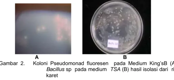 Gambar  2.      Koloni  Pseudomonad  fluoresen    pada  Medium  King’sB  (A)  dan  Bacillus sp  pada medium  TSA (B) hasil isolasi dari  rizosfer  karet 
