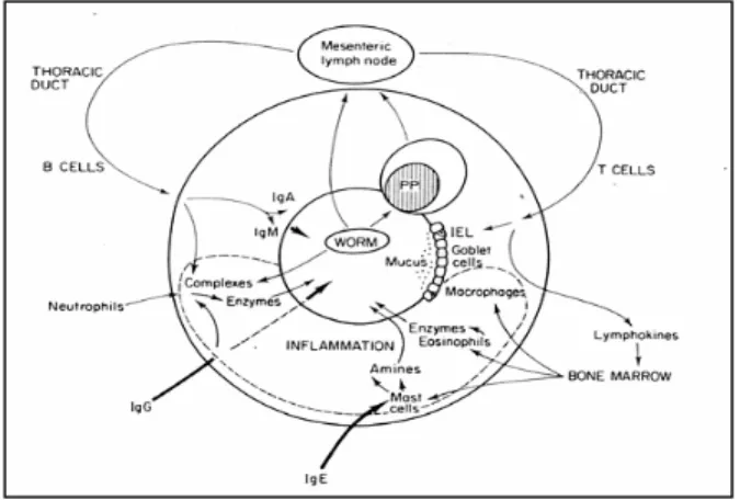 Gambar 1. Komponen tanggap kebal dan peradangan dalam reaksi kekebalan protektif inang definitif pada          infeksi neamatoda parasitik saluran pencernaan (Wakelin, 1996)