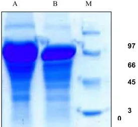 Gambar 2.  Pita protein dari ES asal cacing dewasa Ascaridia galli jantan (A) dan betina (B) pada kisaran  BM 40 – 66 kD, Marker (M)