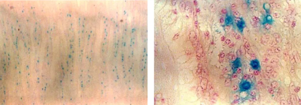Gambar 4. Proliferasi sel Mast pada usus halus ayam petelur setelah pemberian ES. Pewarnaan Alcian  Blue-Safranin O