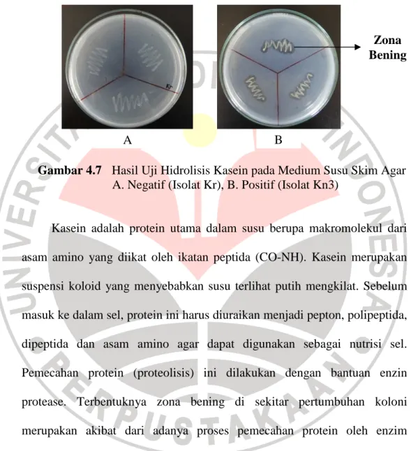 Gambar 4.7  Hasil Uji Hidrolisis Kasein pada Medium Susu Skim Agar         A. Negatif (Isolat Kr), B