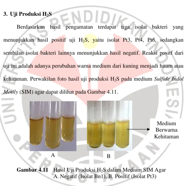 Gambar 4.11    Hasil Uji Produksi H 2 S dalam Medium SIM Agar  A. Negatif (Isolat Bn1), B