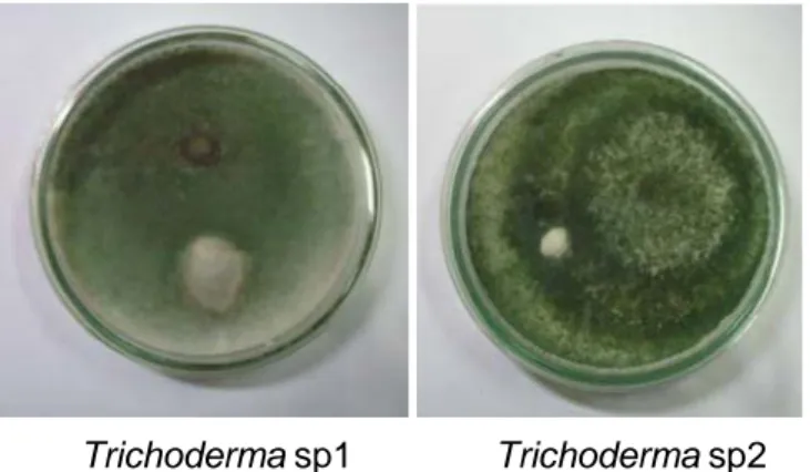 Gambar 2. Hasil pengujian dual test antara Trichoderma  dan Ganoderma  yang  ditumbuhkan  pada media PDA  umur tujuh hari setelah inokulasi 