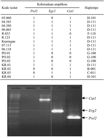 Gambar 2. Pola pita hasil amplifikasi DNA genomik cendawan Po  dengan  gen  virulensi