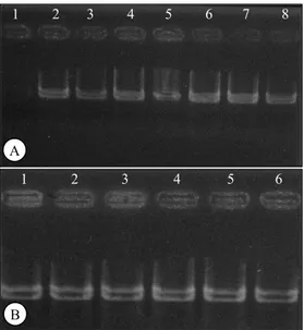 Gambar 3. Contoh amplikon yang dihasilkan pada beberapa isolat  cendawan  Po  menggunakan  primer  penyandi  gen  virulensi