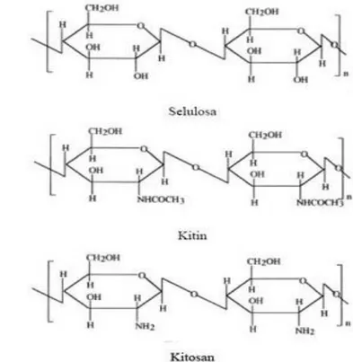 Gambar 1 Struktur kimia selulosa, kitin, dan kitosan  Sumber : Anonim (2009) 