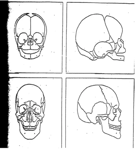 Gambar 2: Perbandingan bentuk kepala anak dan dewasa 