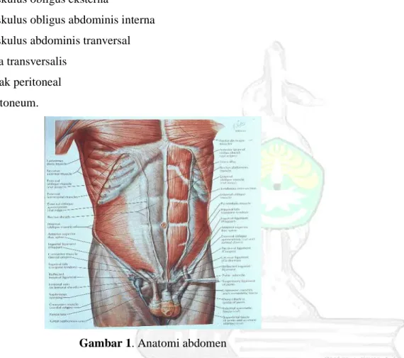 Gambar 1. Anatomi abdomen