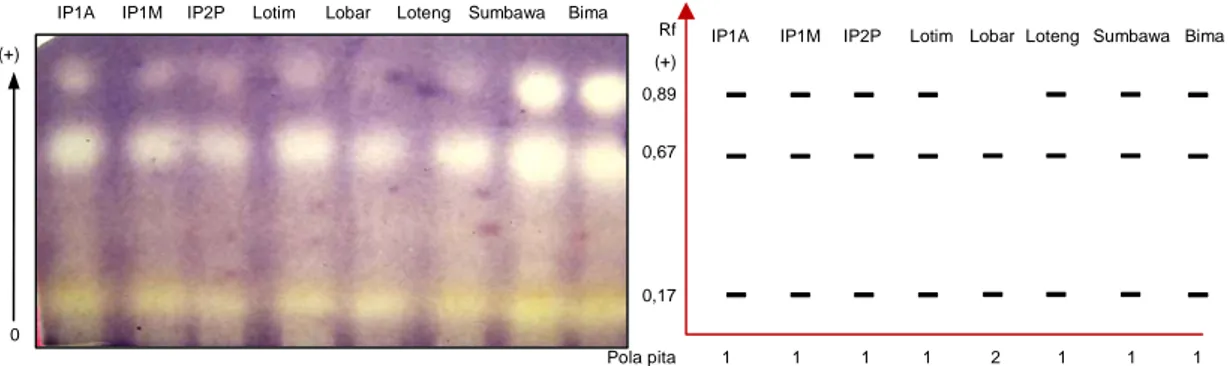 Gambar 6. Variasi (kiri) dan interpretasi (kanan) pola pita isozim MDH pada 8 genotipe jarak pagar
