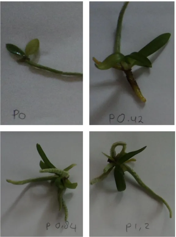 Gambar 3. Seedling Rhynchostylis retusa setelah 5 bulan tumbuh dari protokorm. Dari kiri ke kanan, seedling R