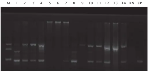 Figure 1. Gel electrophoresis visualization of WSSV detection in tiger shrimp post larvae before and after stressing with temperature, salinity, pH, oxygen, and formaldehide