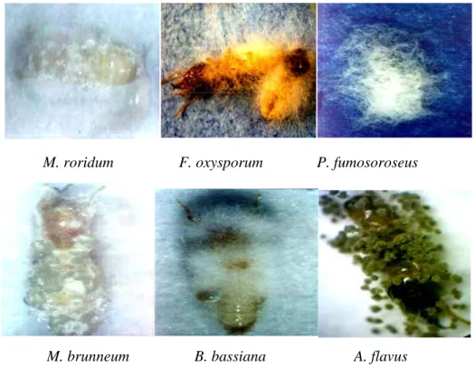 Gambar 4.6. Sporulasi in vivo beberapa spesies cendawan entomopatogen  pada tubuh rayap 9 hari setelah diinokulasi 