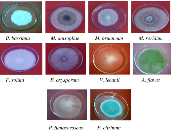 Gambar 4.2. Koloni cendawan entomopatogen dari konidia tunggal ber- ber-umur 3 minggu pada media SDAY kecuali F