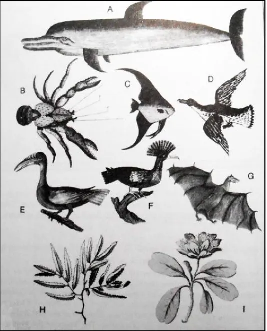 Gambar 3. Contoh ilustrasi fauna dan flora hasil observasi Dampier ke New Holland (Australia) dan Papua, dari buku A Voyage to New Holland, 1703.
