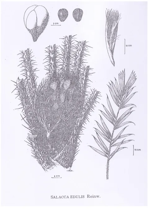 Gambar Salacca edulis Reinw (Mogea, 1982)  2.3. Daerah Potensial Pengembangan 