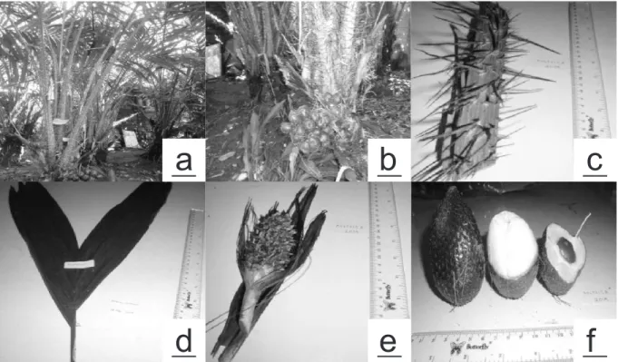 Gambar  3.  Salacca  zalacca  ‘Pondoh  Nglumut’:  a)  sosok,  b)  duri,  c)  daun  permukaan  atas,  d)  daun  permukaan bawah e) bunga betina, f) buah, g) daging buah, h) biji