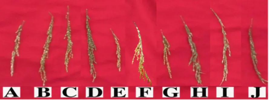 Gambar  4.  Malai  tanaman  padi  beras  merah  asal  Kabupaten  Solok  dan  Kabupaten  Solok  Selatan  Propinsi Sumatera Barat 