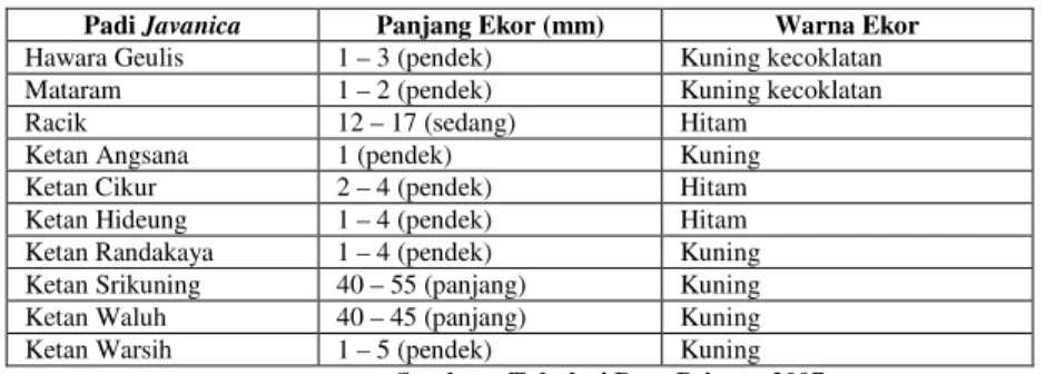 Tabel 16.  Klasifikasi Bentuk Gabah pada Kultivar Padi Lokal 