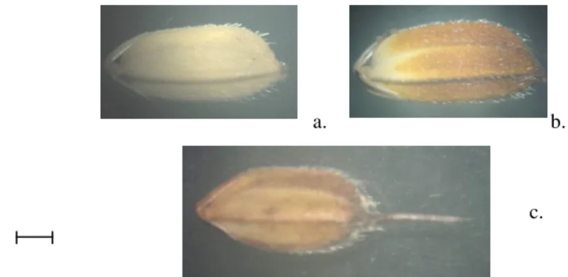 Gambar 1.   Tipe permukaan pada gabah : a. tomentulose; b. pannose; c. sericeous. 