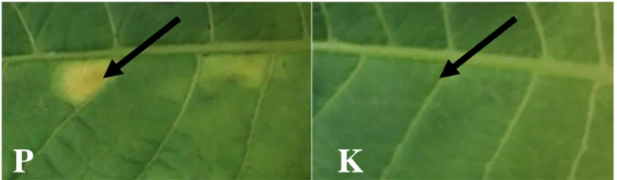 Gambar 1.  Hasil Uji Hipersensitivitas setelah disuntik membentuk lesio pada daun tembakau  yang terinfeksi bakteri  Xoo (a), dengan akuades tidak menunjukkan reaksi serupa  (b)