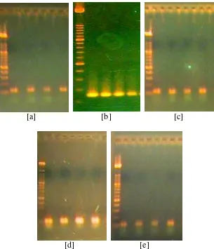Gambar 5  Lima primer yang berhasil diamplifikasi dengan PCR.                    Keterangan : a) Hasil amplifikasi PCR menggunakan primer ccmp1