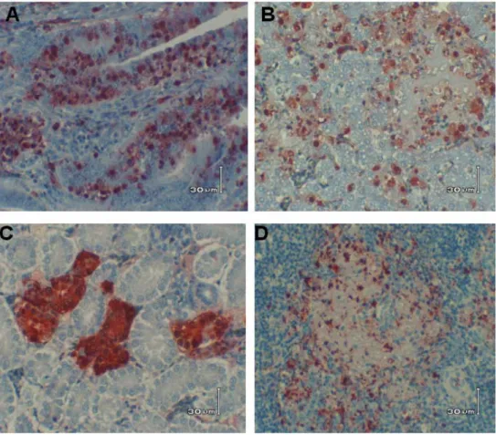 Gambar 2.  A menunjukkan antigen H5N1 pada sel-sel epitel lapisan mukosa proventrikulus, B menunjukkan antigen pada sel-sel  hati yang terdapat di sekitar area yang nekrotik, C menunjukkan antigen pada sel- sel epitel tubulus ginjal, D  menunjukkan antigen