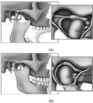 Gambar 2. Pergerakan Mandibula melalui TMJ.  (a) Membuka Mulut; (b) Menutup Mulut. 1   