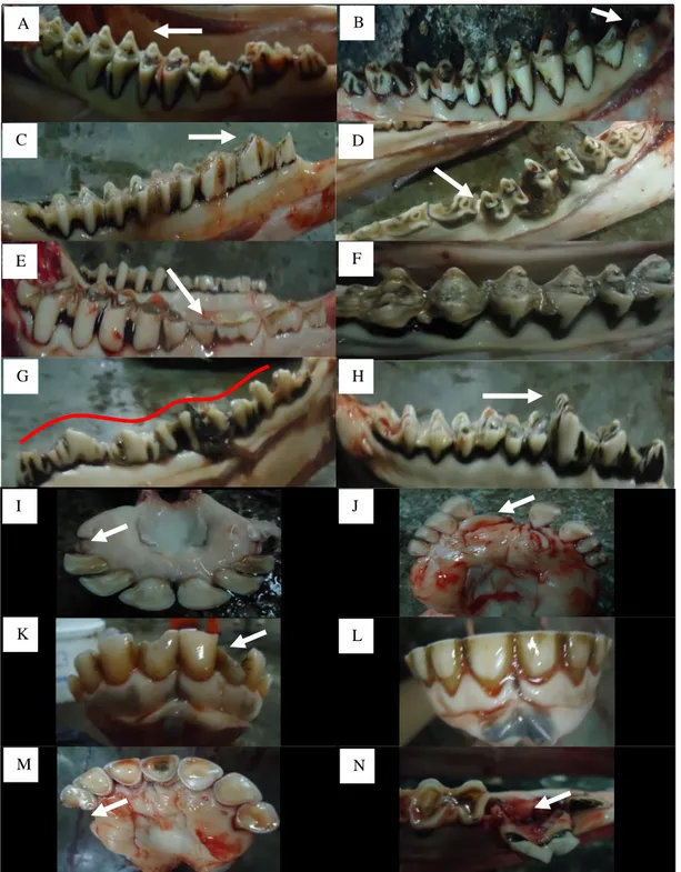 Gambar  1.  Kejadian  kelainan  dan  kerusakan  gigi  sapi  bali.  A.  Gigi  gergaji  (dental  overgrowth/sharp  teeth)  menunjukkan  gigi  berujung  lancip,  B