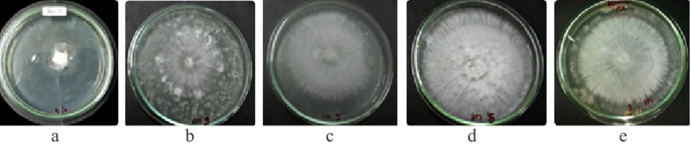 Gambar 2  Variasi aktivitas penghambatan pertumbuhan miselium Sclerotium rolfsii pada  senyawa bioaktif aktinomiset