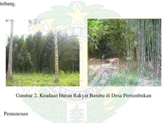Gambar 2. Keadaan Hutan Rakyat Bambu di Desa Pertumbukan 