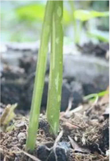 Gambar 1. Batang tanaman. Cenderung tegak dan  lunak serta terdapat totol putih-hijau, berbatang 
