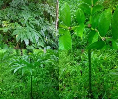 Gambar 2. Daun tanaman. Menjari berpangkal 3,  berwarna hijau cenderung gelap ataupun hijau 
