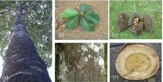 Gambar  1.  Morfologi saling-saling  (A.teysmanii):  pohon (a), daun (b), buah kering dan  biji (c), kulit batang (d) dan penampang melintang batang (e)