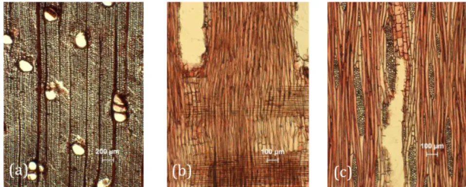 Figure 2. Macro structure of  saling-saling wood  (A. teysmanii): tangential surface (a) and  cross  section, magnification of 10x (b) 