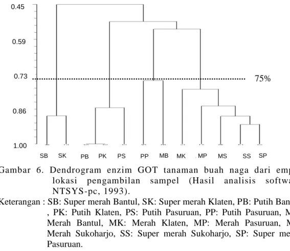Gambar  6.  Dendrogram  enzim  GOT  tanaman  buah  naga  dari  empat  lokasi  pengambilan  sampel  (Hasil  analisis  software  NTSYS-pc, 1993)