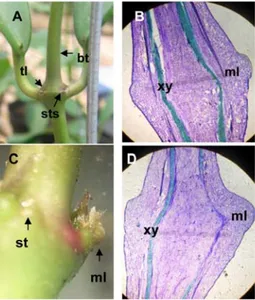 Gambar 1. Morfologi buku H. diversifolia Bl. (A) sebelum terjadi induksi bunga: stipule scars (sts), tunas lateral (tl), batang yang merupakan perkembangan dari meristem apikal (bt), dan (C) pada fase induksi: