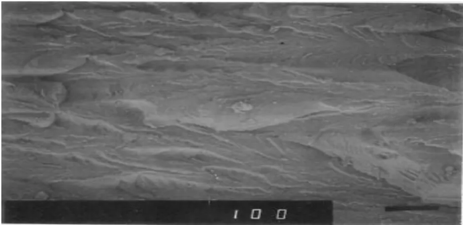 Gambar 4.2. Morphologi PLA  Kesimpulan   